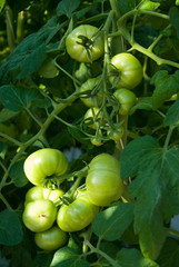 Green tomatoes