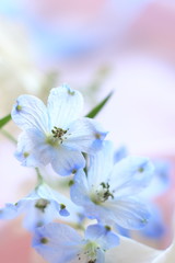 elegant blue Delphinium