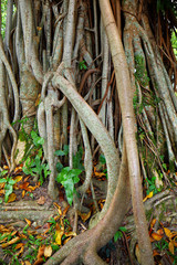 tree root