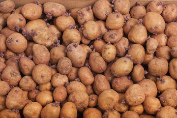 potatoes for planting