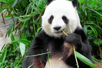 Tableaux ronds sur aluminium Panda Panda géant mangeant du bambou