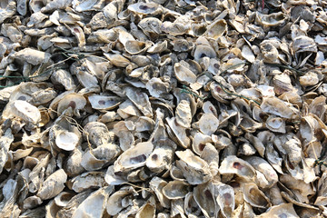 oyster shell