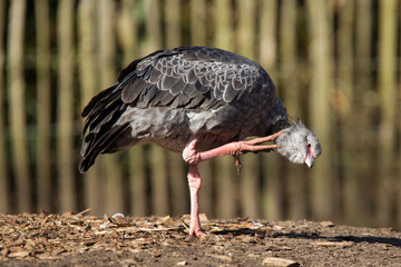 Obraz premium Close-up of a Southern Screamer