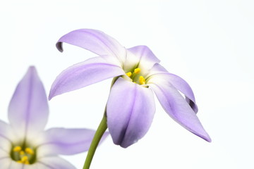 ベツレヘムの星と呼ばれる花韮