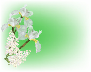 white lilac and iris flowers on green background