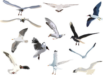 collection of gulls on white background