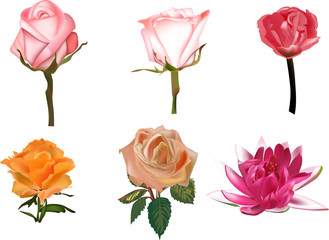 five roses and one lily on white background