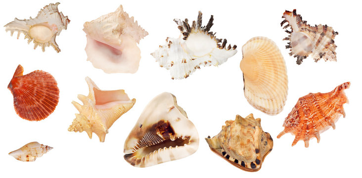 set of eleven shellfishes isolated on white