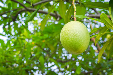 cerbera odollam gaertn of apocynaceae family