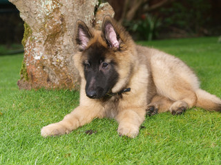 Cute Puppy Laying Down