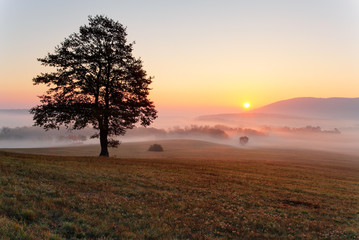Alone tree on meadow at sunset with sun and mist - panorama