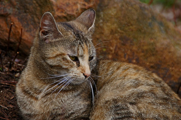 Obraz premium Hauskatze