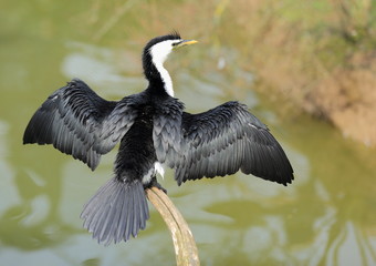cormoran se faisant sécher les ailes