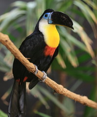 toucan à ventre rouge