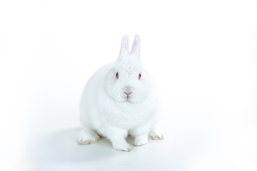 White rabbit facing camera