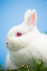 Fototapeta premium White bunny with pink eyes and ears
