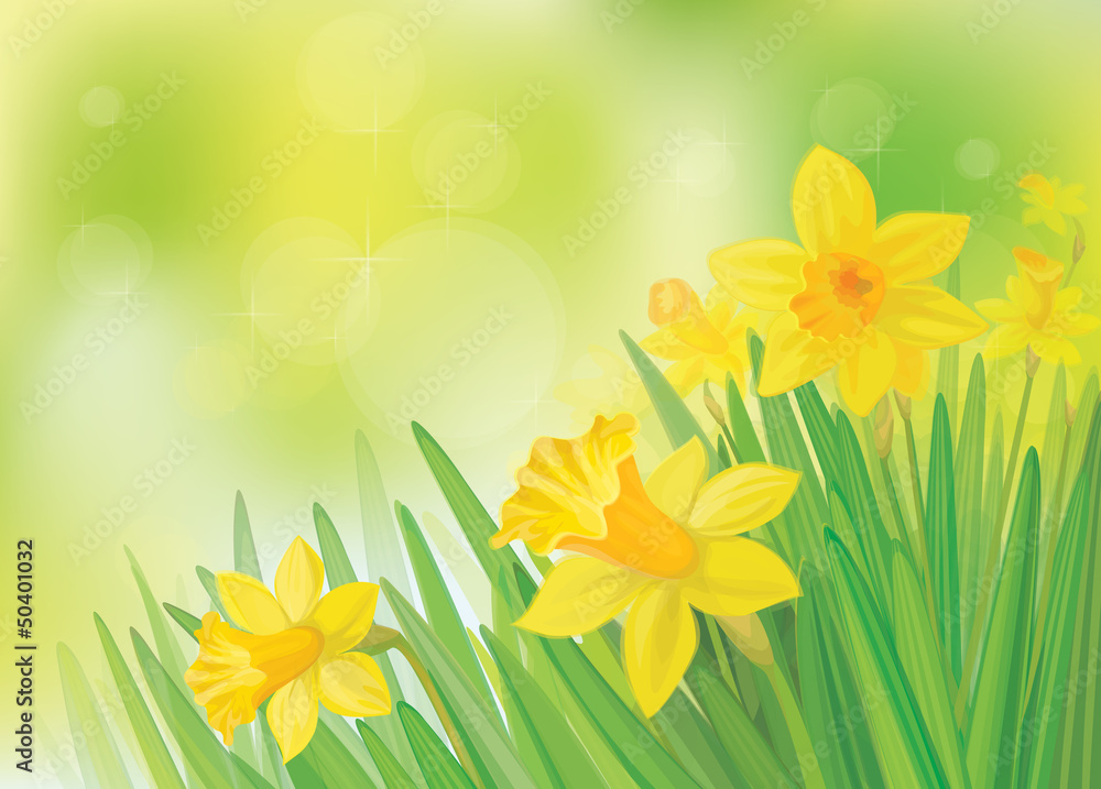 Canvas Prints vector of daffodil flowers on spring background