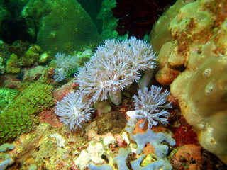 Soft coral, Philippine sea