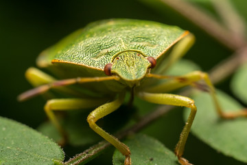 Shield Bug