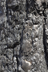 burnt pine bark