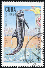 stamp printed in Cuba shows image of a Risso's Dolphin