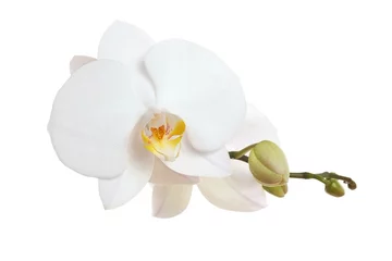 Foto op Aluminium Witte orchidee close-up © Sergey Chayko