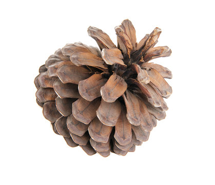 Fir cone isolated on white background