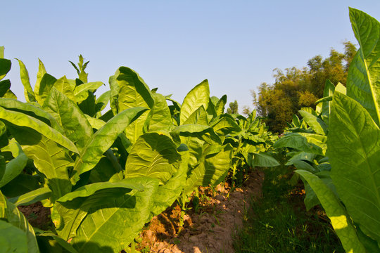 Tobacco field against blue sky
