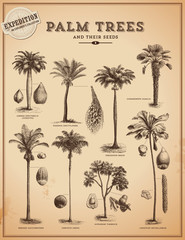 Naklejka premium palm trees