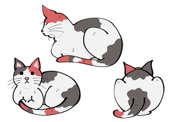 三毛猫正面、横、後