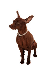 small dog