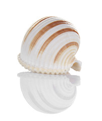 Seashell isolated on white background
