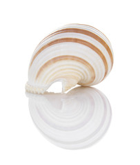 Seashell isolated on white background