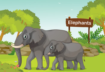 Twee olifanten met een houten bord aan de achterkant