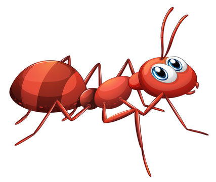 A big red ant