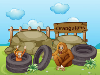Deux orangs-outans près des gros rochers