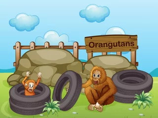 Poster Zoo Twee orang-oetans bij de grote rotsen