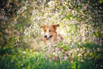 border collie dog portrait in spring