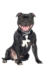 staffordshire bull terrier dog
