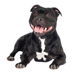 staffordshire bull terrier dog lying down