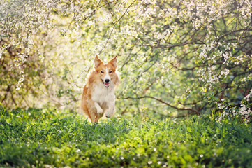 border collie dog running in spring