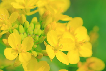 Obraz premium 菜の花