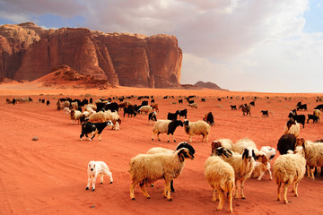 Herd of Bedouin sheep and goats