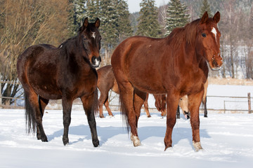 Herd of standing horses in the winter