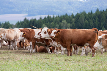 Fototapeta na wymiar Krowy na pastwisku