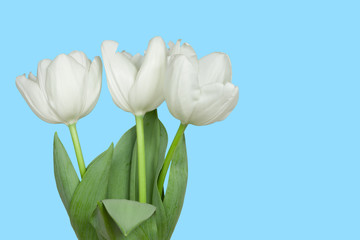 white tulips isolated on a blue