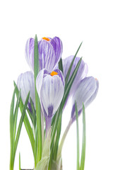 Fototapeta premium delicate crocuses isolated on a white