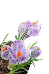 delicate crocuses isolated on a white