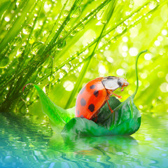 Little ladybug floating on the leaf.