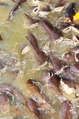 Catfish feeding